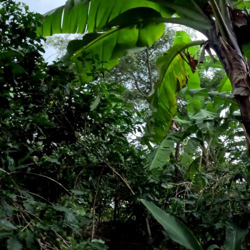 【深煎り】ウガンダ「ニャビロンゴWS」 200g