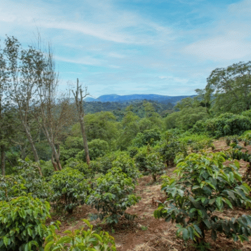 【深煎り】 タンザニア「ムレフ」 200g 