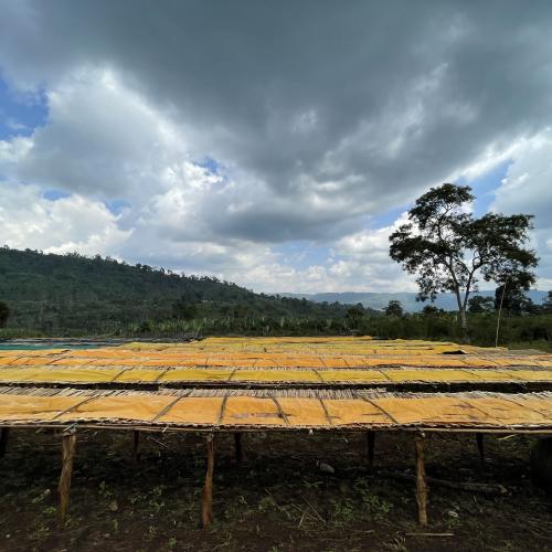 【浅煎り】 ETHIOPIA FAIR「ドゥラマゾリアWS」アナエロビック 200g ＜数量限定＞