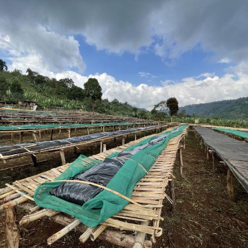 【浅煎り】 ETHIOPIA FAIR「ドゥラマゾリアWS」アナエロビック 200g ＜数量限定＞