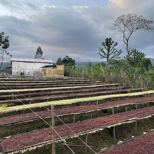 【深煎り】 ETHIOPIA FAIR「シャンタウェネDS」ナチュラル 200g＜数量限定＞