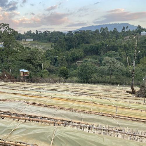 【深煎り】 ETHIOPIA FAIR「シャンタウェネDS」ナチュラル 200g＜数量限定＞