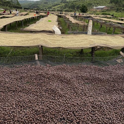 【浅煎り】ブルンジ「ブシンデWS」1kg （ハイクオリティ）