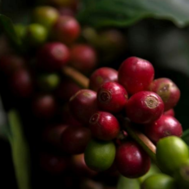 【浅煎り】コロンビア「キンディオ」1kg