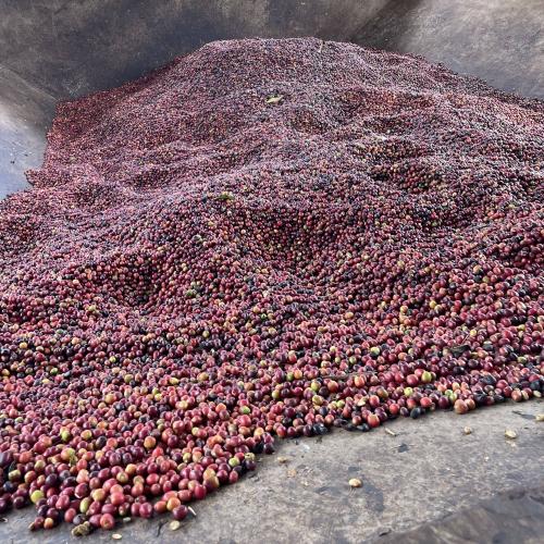 【浅煎り】エチオピア「タラトゥWS」 1kg （ハイクオリティ）