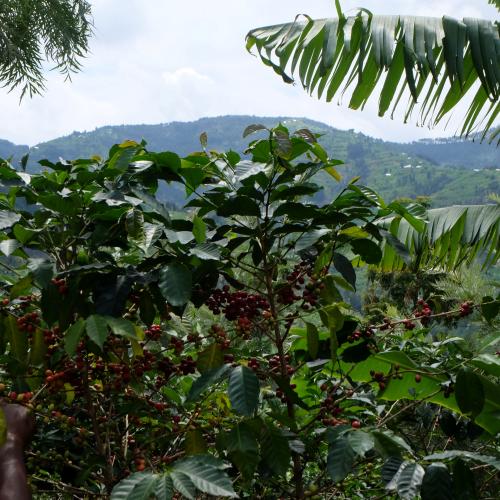 【深煎り】 RWANDA FAIR「ルガリCWS」アナエロビック 200g ＜数量限定＞