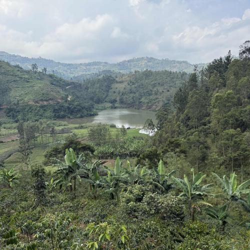 【中煎り】 RWANDA FAIR「キリンビCWS」ナチュラル 200g ＜数量限定＞