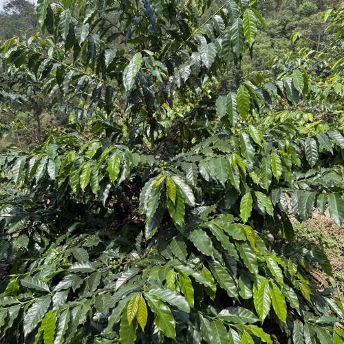 【中煎り】 RWANDA FAIR「キリンビCWS」ナチュラル 200g ＜数量限定＞