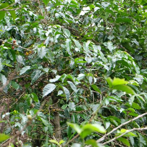 【浅煎り】 RWANDA FAIR「ギト」ハニー 200g ＜数量限定＞