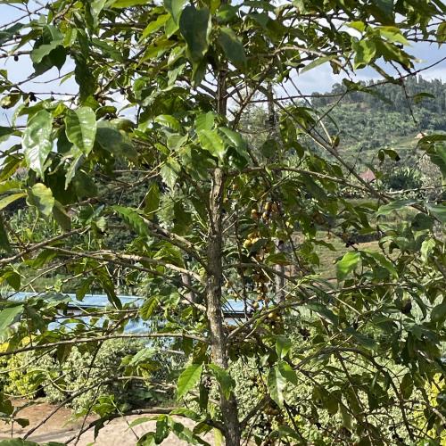 【浅煎り】 RWANDA FAIR「ギト」ハニー 200g ＜数量限定＞
