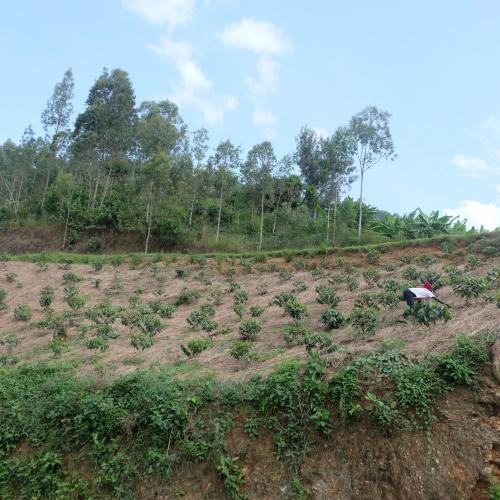【浅煎り】 RWANDA FAIR「キリンビCWS」ナチュラル 200g ＜数量限定＞