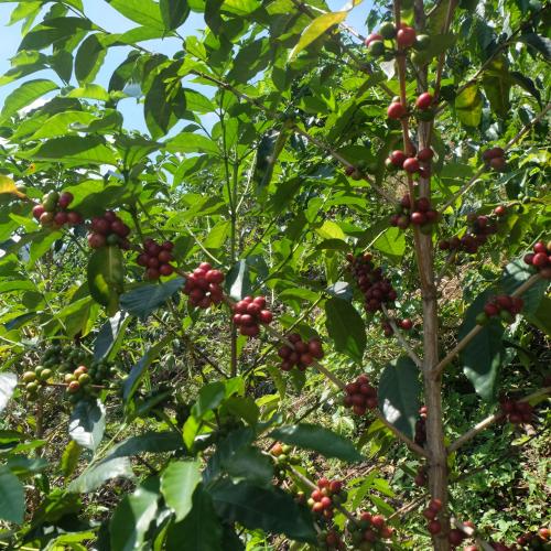 【浅煎り】 TANZANIA FAIR「イトゥンピAMCOS」ウォッシュド 200g ＜数量限定＞