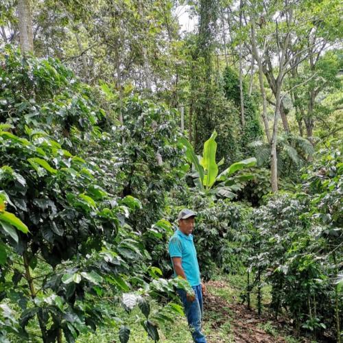 【浅煎り】コロンビア「エル ディビソ農園」200g