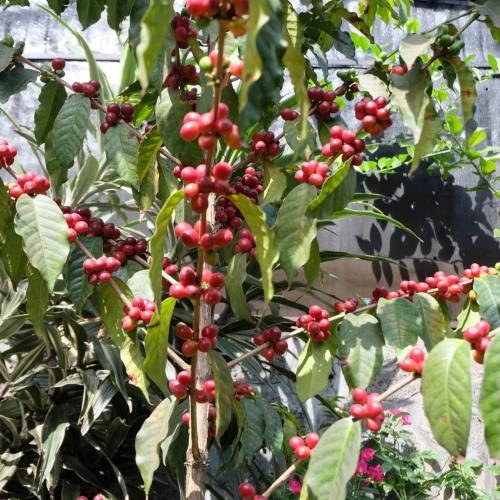 【浅煎り】ルワンダ「ブンボゴCWS」 1kg