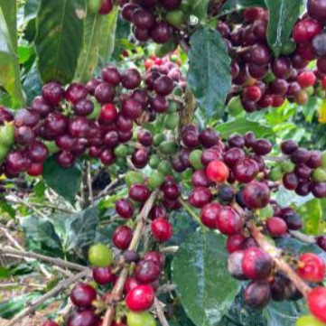 【中煎り】コスタリカ「ラ・ロサ農園」1kg