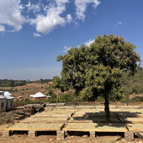 【深煎り】 タンザニア「イユラ組合」 200g 