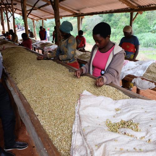 【中煎り】 ブルンジ「カランボWS」 200g