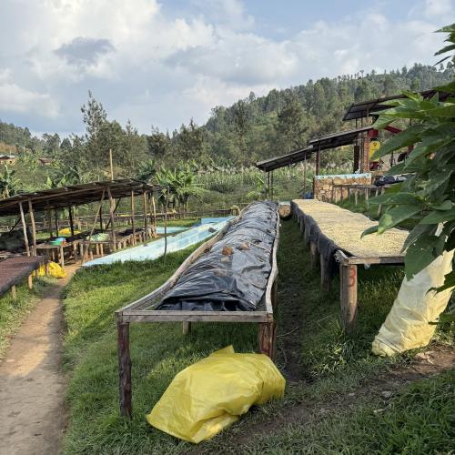 【浅煎り】ルワンダ「ギト」 1kg